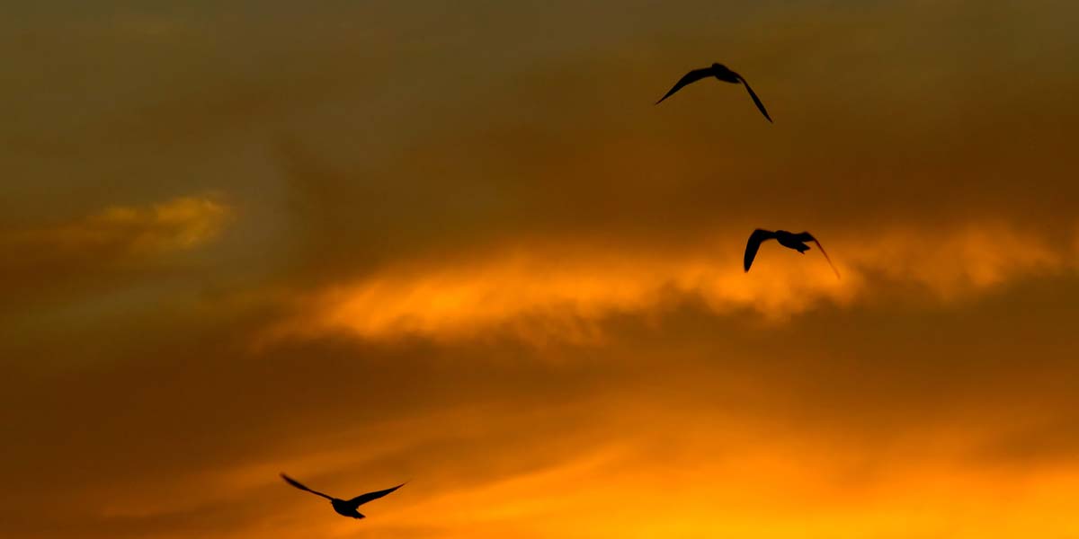 Common questions we hear about Bird-Safe Window Films