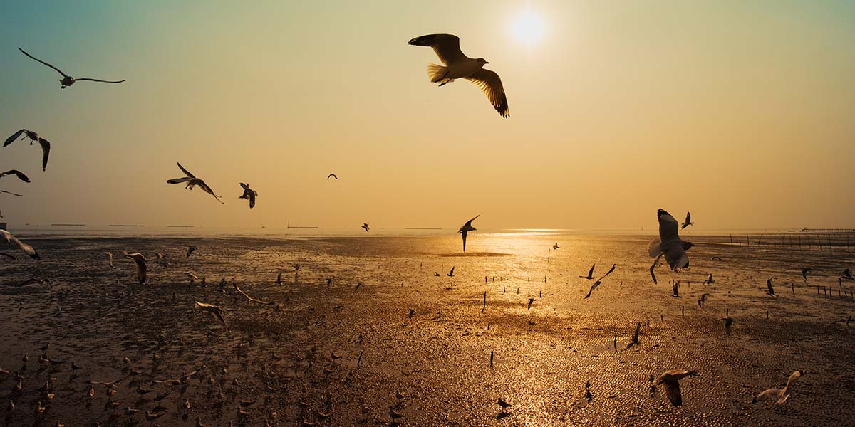 Why New Port Richey Businesses Should Install Bird-Safe Window Films